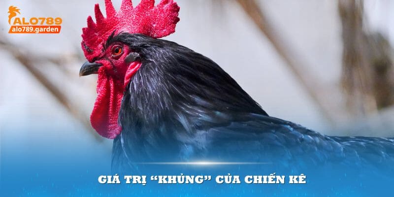 Giá trị “khủng” của chiến kê