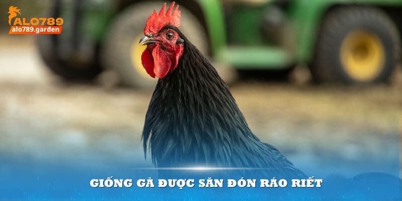 Giống gà được săn đón ráo riết