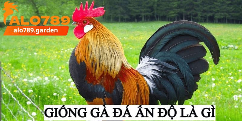 Giới thiệu giống gà đá Ấn Độ