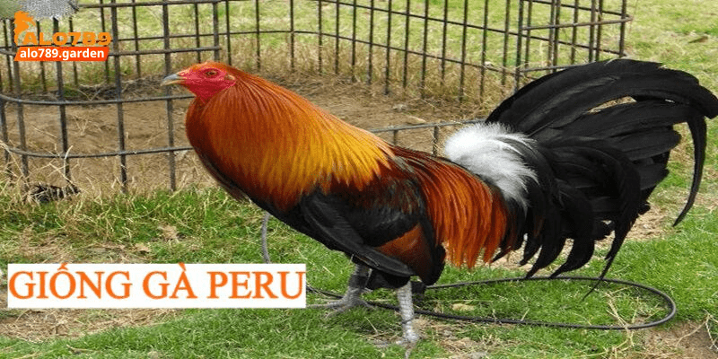 giống gà peru