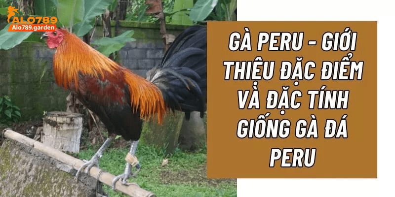 Kỹ năng đá gà Peru rất giỏi và chuyên nghiệp