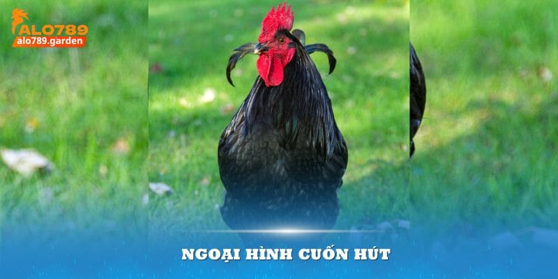 Ngoại hình cuốn hút