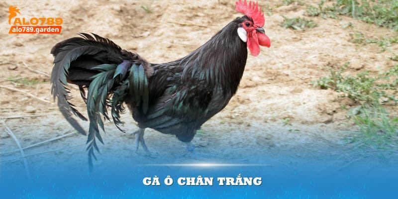 gà ô chân trắng