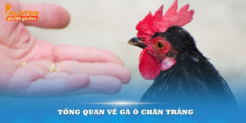 Tổng quan về gà ô chân trắng