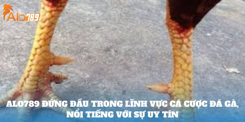 ALO789 đứng đầu trong lĩnh vực cá cược đá gà, nổi tiếng với sự uy tín 