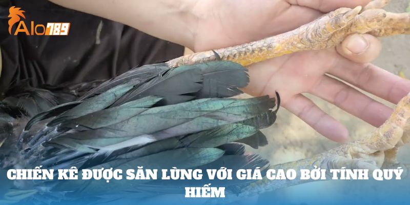 Chiến kê được săn lùng với giá cao bởi tính quý hiếm