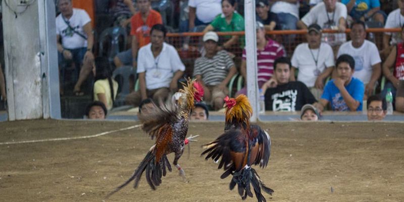 Chọn nhà cái chơi đá gà uy tín