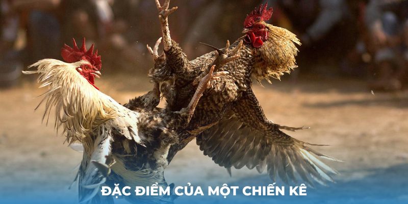 Đặc điểm của một chiến kê