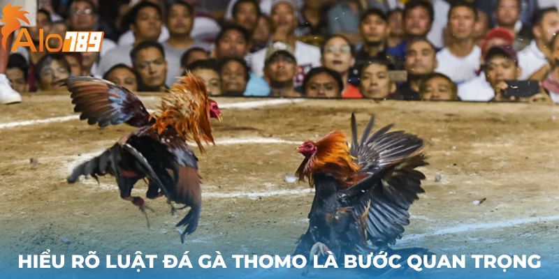 Hiểu rõ luật đá gà thomo là bước quan trọng