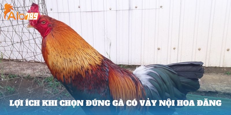 Lợi ích khi chọn đúng gà có Vảy Nội Hoa Đăng