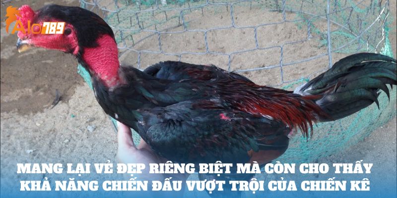 Mang lại vẻ đẹp riêng biệt mà còn cho thấy khả năng chiến đấu vượt trội của chiến kê