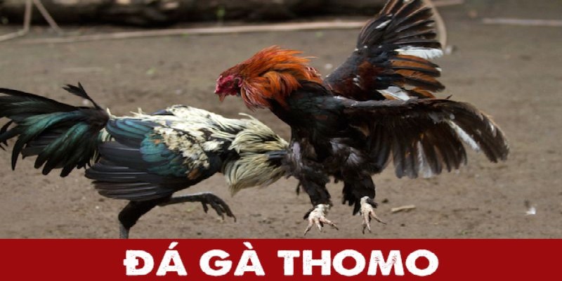 Mẹo chơi đá gà thomo 247 