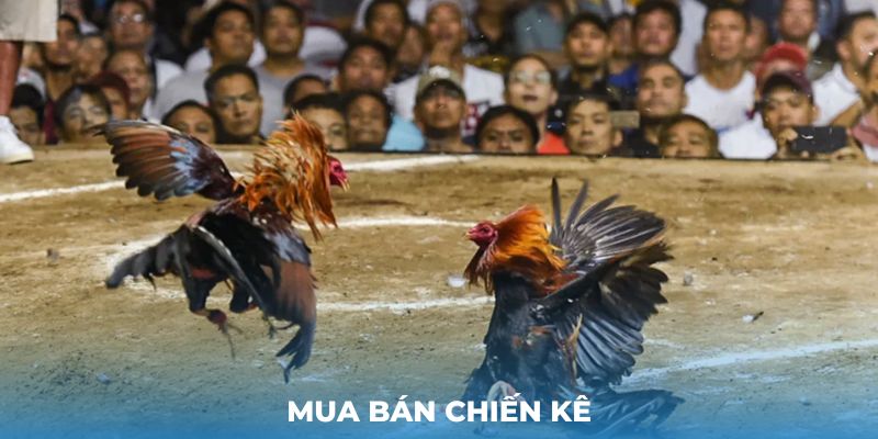 Mua bán chiến kê