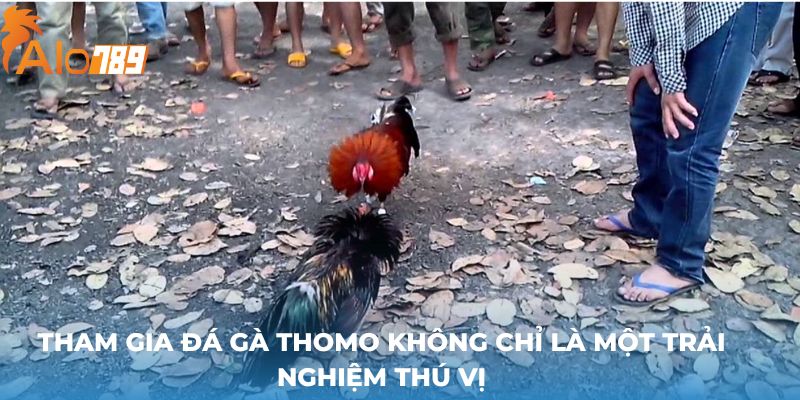 Tham gia đá gà Thomo không chỉ là một trải nghiệm thú vị 