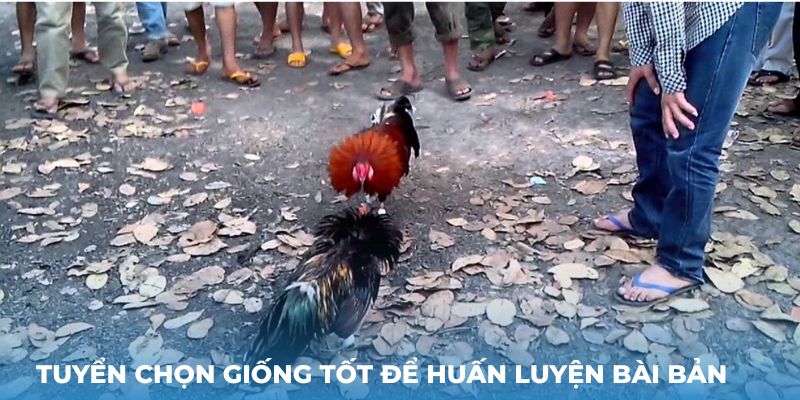 Tuyển chọn giống tốt để huấn luyện bài bản