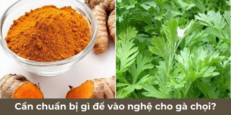 Cần chuẩn bị gì để vào nghệ cho gà chọi?