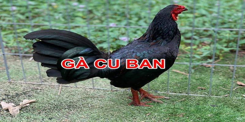 Đặc điểm giống gà Cuban khác biệt