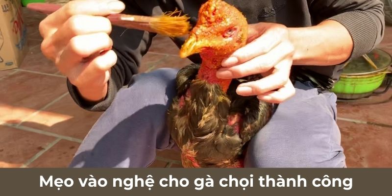 Mẹo vào nghệ cho gà chọi thành công