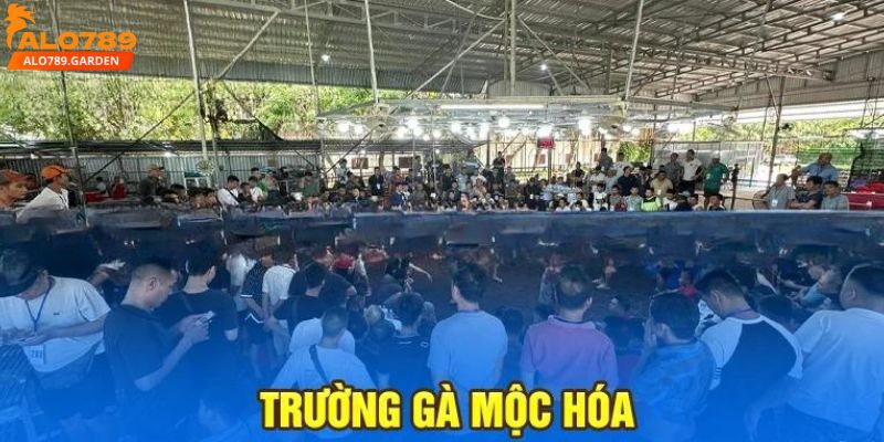 Thông tin sơ lược về đấu trường đá gà nổi tiếng Mộc Hóa