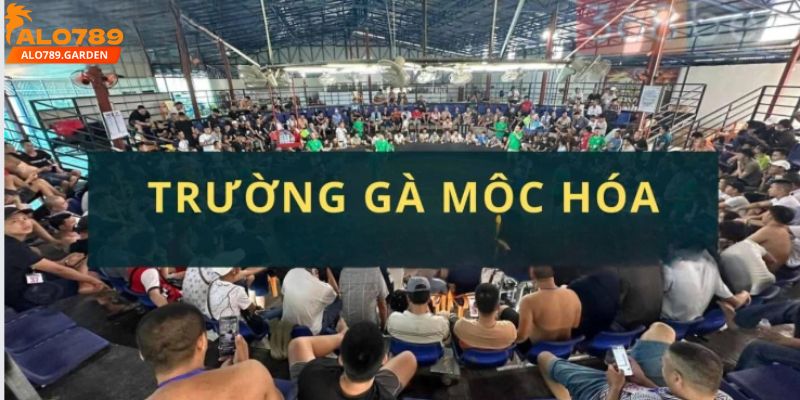 Kèo cược đá gà hấp dẫn, tỷ lệ đổi thưởng cao