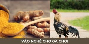 Hướng Dẫn Vào Nghệ Cho Gà Chọi Chuẩn - Bí Quyết Của Sư Kê